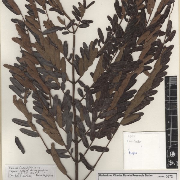 Schizolobium parahyba (Vell.) S.F. Blake