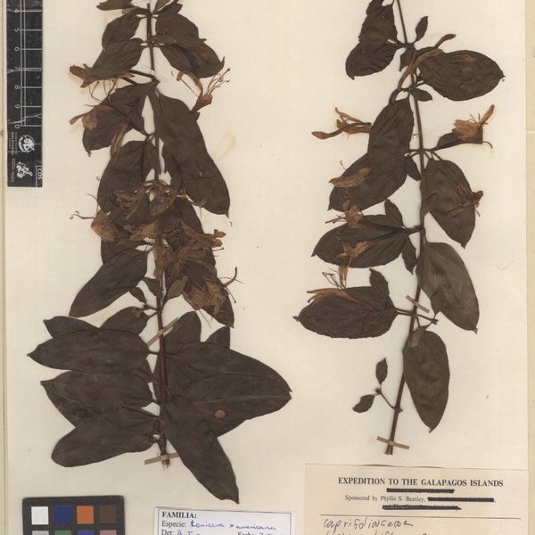 Lonicera × americana C. Koch
