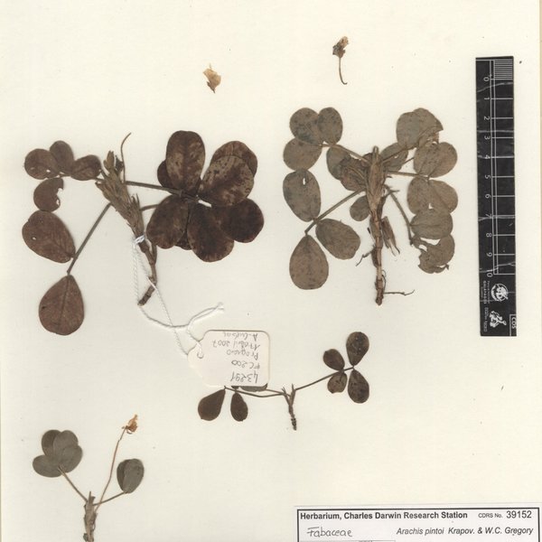 Arachis pintoi Krapov. & W.C. Gregory