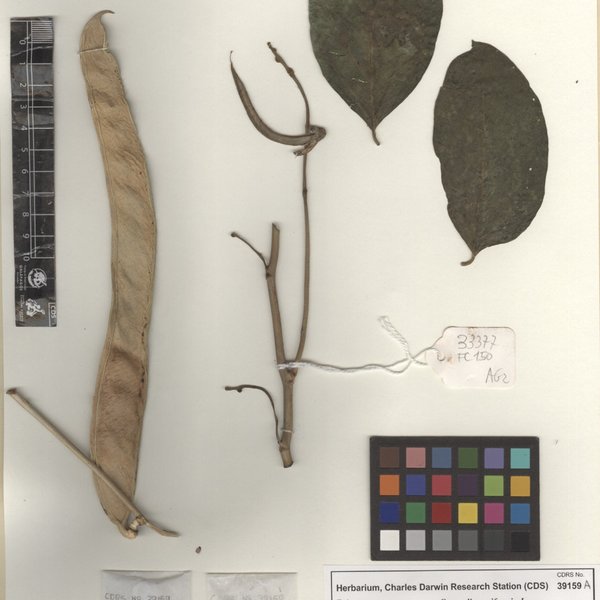 Canavalia ensiformis L.