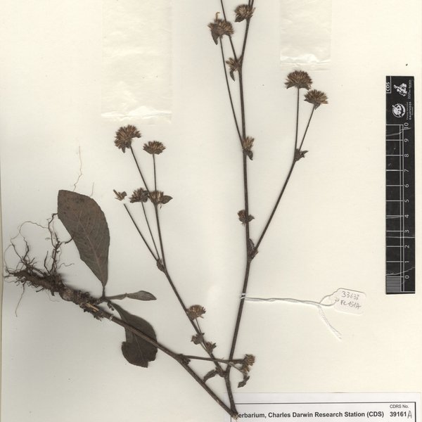 Elephantopus mollis Kunth