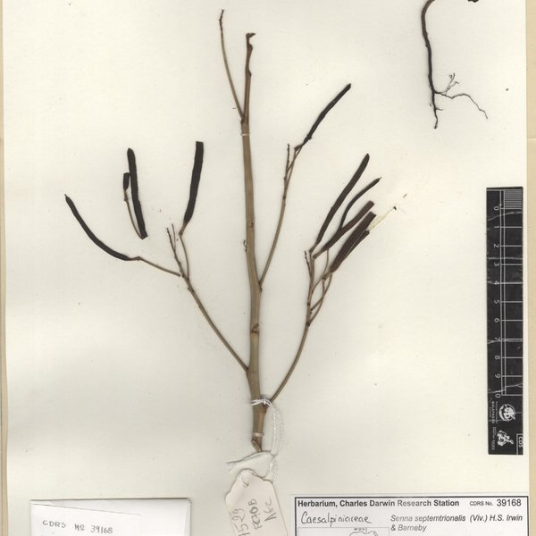Senna septemtrionalis (Viv.) H.S. Irwin & Barneby