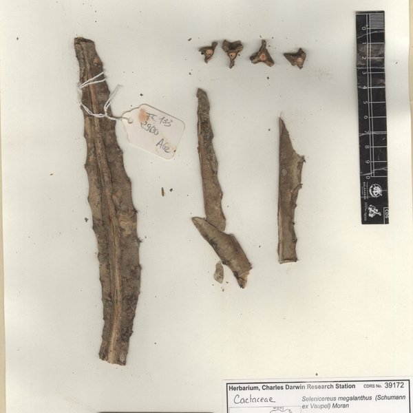 Selenicereus megalanthus (Schumann ex Vaupel) Moran