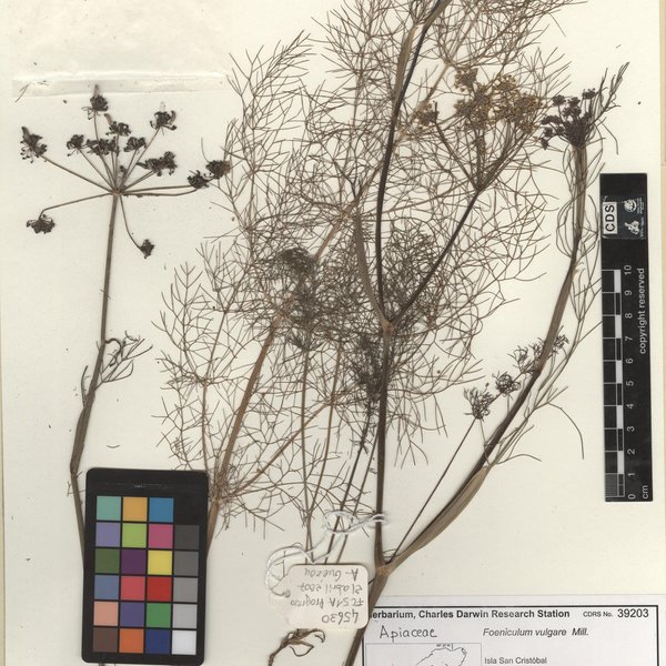 Foeniculum vulgare Mill.