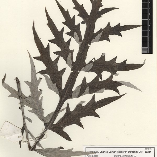 Cynara cardunculus L.