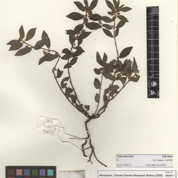 Euphorbia hirta L.