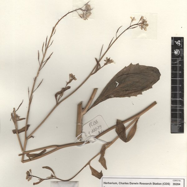 Brassica rapa L.