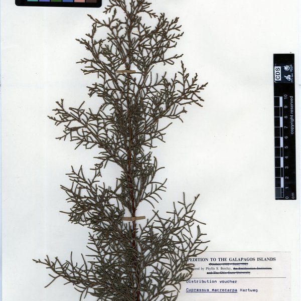 Phaeographis brasiliensis (A. Massal.) Kalb & Matthes-Leicht