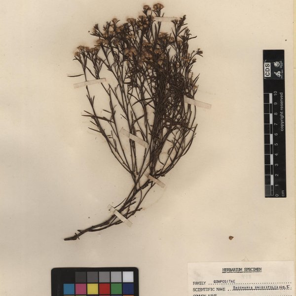 Anoda acerifolia Cav.