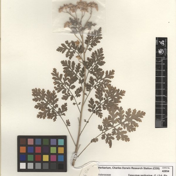 Tanacetum parthenium (L.) Sch. Bip.