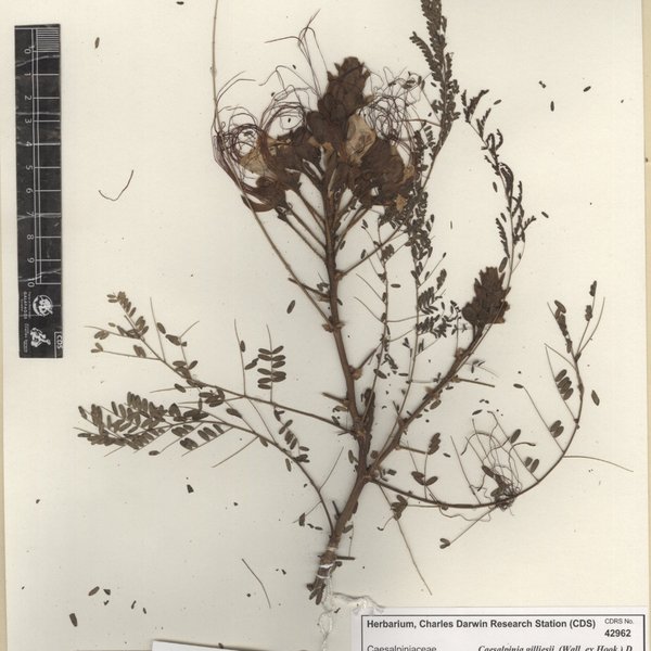 Erythrostemon gilliesii (Hook.) Klotzsch