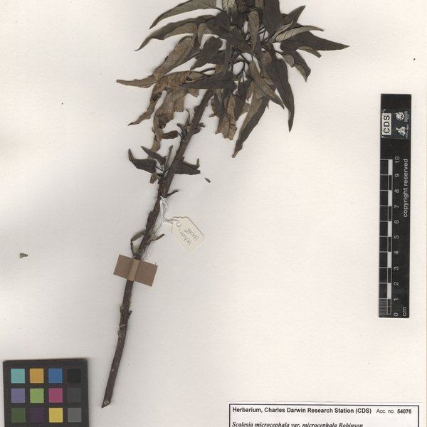 Rosa × hybrid cultivars