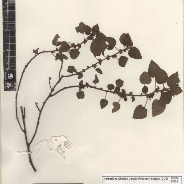 Acalypha wigginsii G.L. Webster