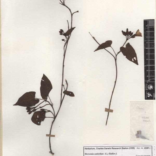 Merremia umbellata (L.) Hallier f.