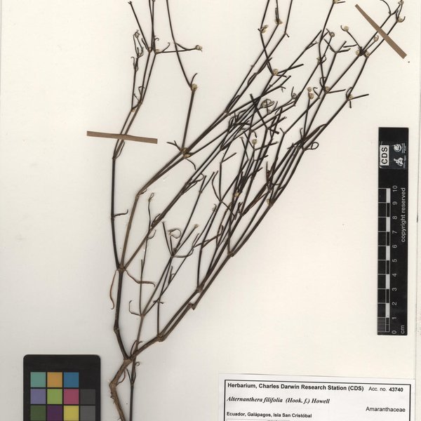 Passiflora suberosa L.