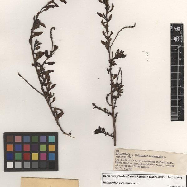 Heliotropium curassavicum L.