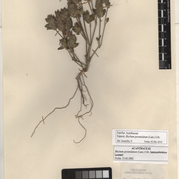 Salvia occidentalis Sw.