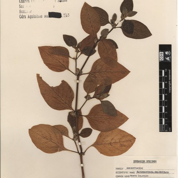 Passiflora colinvauxii Wiggins