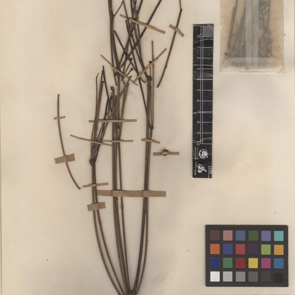Euphorbia equisetiformis Stewart