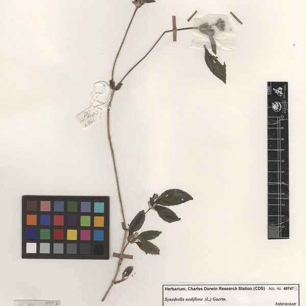 Ipomoea imperati (Vahl) Griseb.