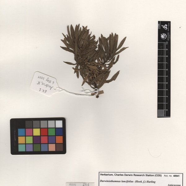 Darwiniothamnus lancifolius (Hook. f.) Harling