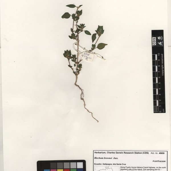 Ruellia blechum L.