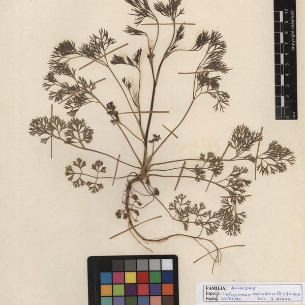 Cyclospermum leptophyllum (Pers.) Sprague ex Britton & P. Wilson