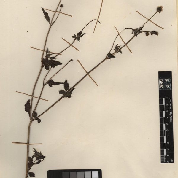 Thelypteris tetragona subsp. aberrans C.V. Morton