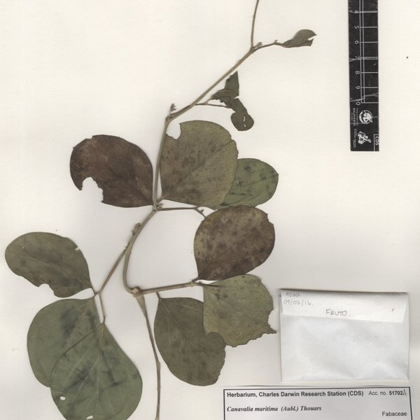 Canavalia rosea (Sw.) DC.