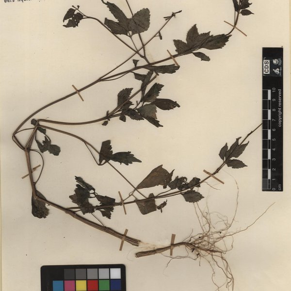 Cissampelos pareira L.