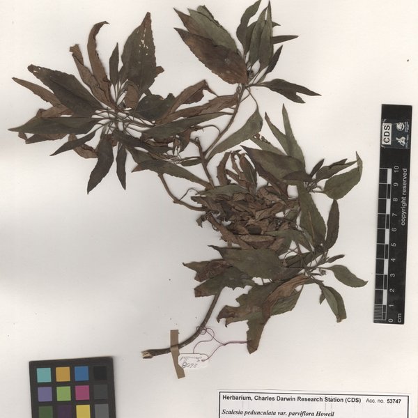 Polypremum procumbens L.