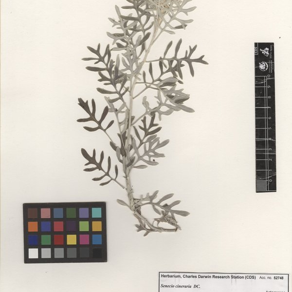 Jacobaea maritima (L.) Pelser & Meijden