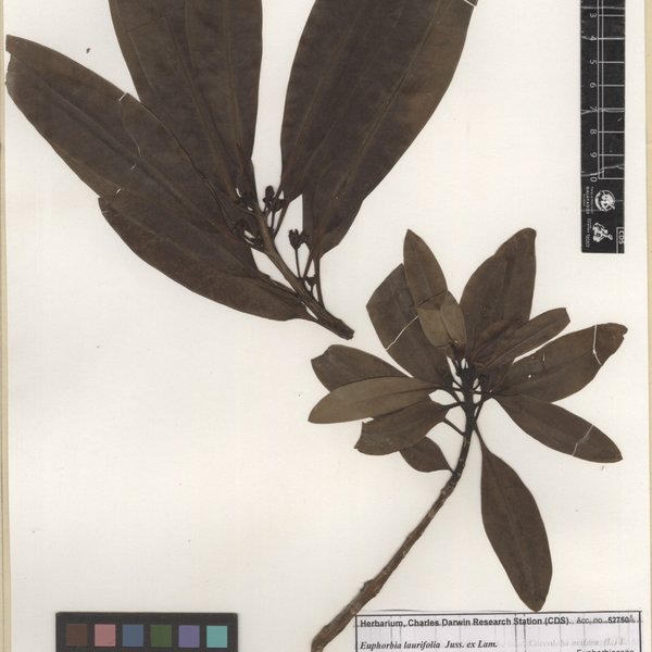 Euphorbia laurifolia Juss. ex Lam.