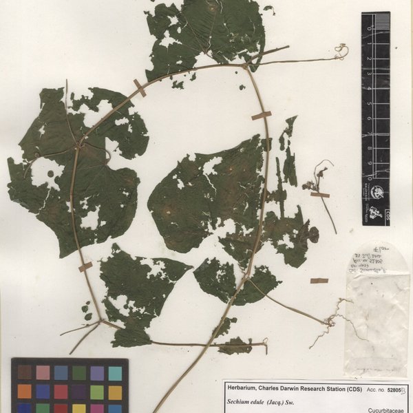 Sechium edule (Jacq.) Sw.