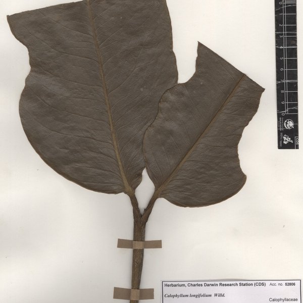 Calophyllum longifolium Willd.