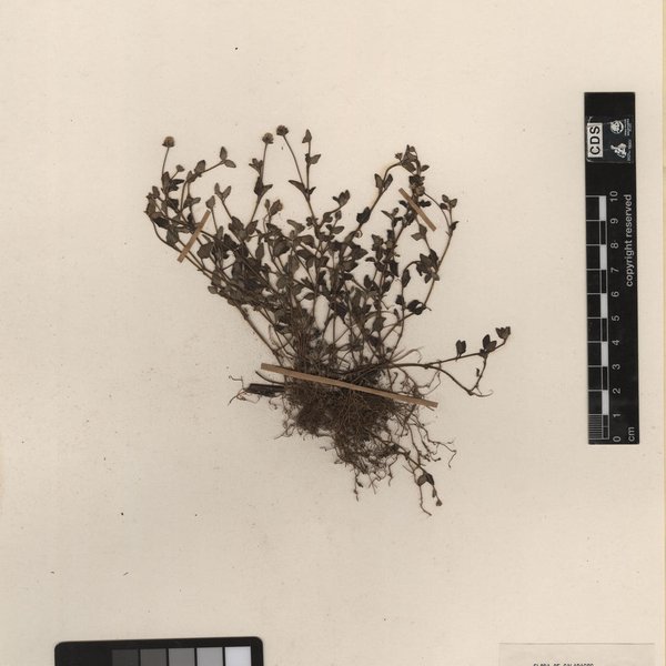 Anthephora hermaphrodita (L.) Kuntze
