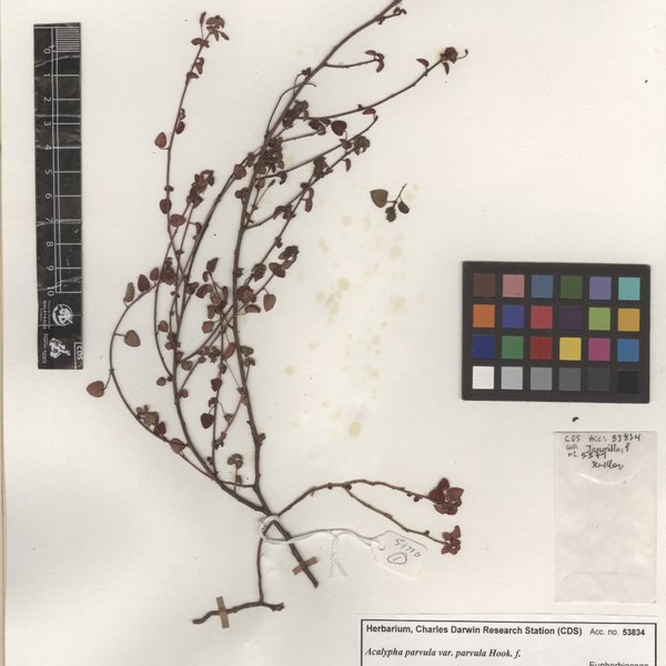 Acalypha parvula var. parvula Hook. f.
