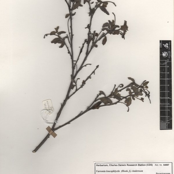 Varronia leucophlyctis (Hook. f.) Andersson