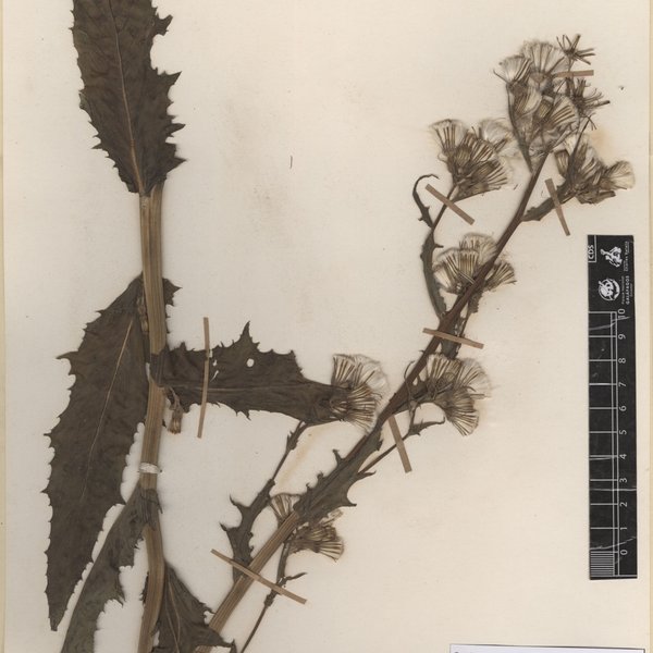 Erechtites hieraciifolius var. cacalioides (Fisch. ex Spreng.) Griseb.
