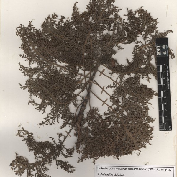 Scalesia helleri B.L. Rob.