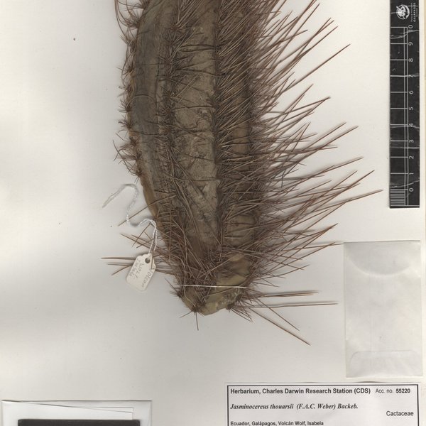 Jasminocereus thouarsii (F.A.C. Weber) Backeb.