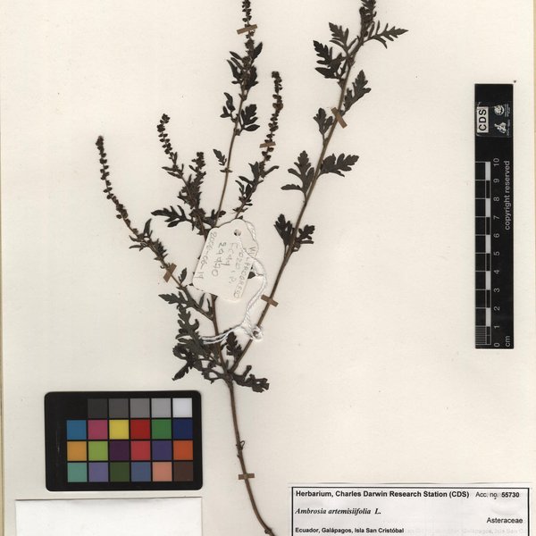 Ambrosia artemisiifolia L.