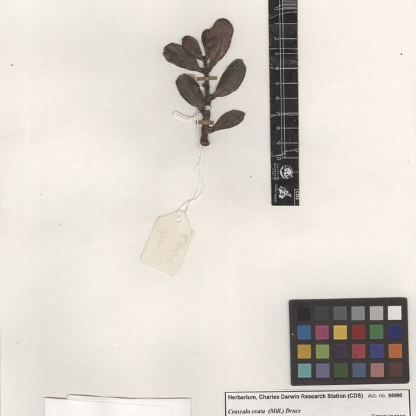 Crassula ovata (Mill.) Druce