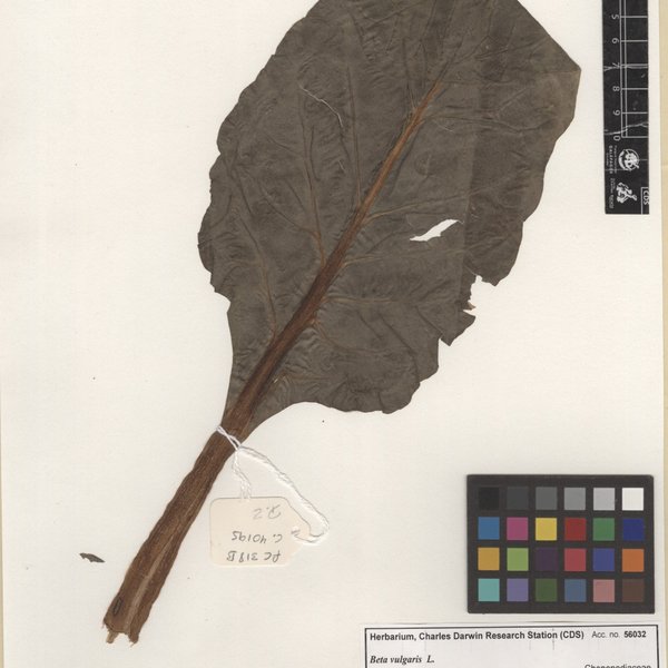 Beta vulgaris L.
