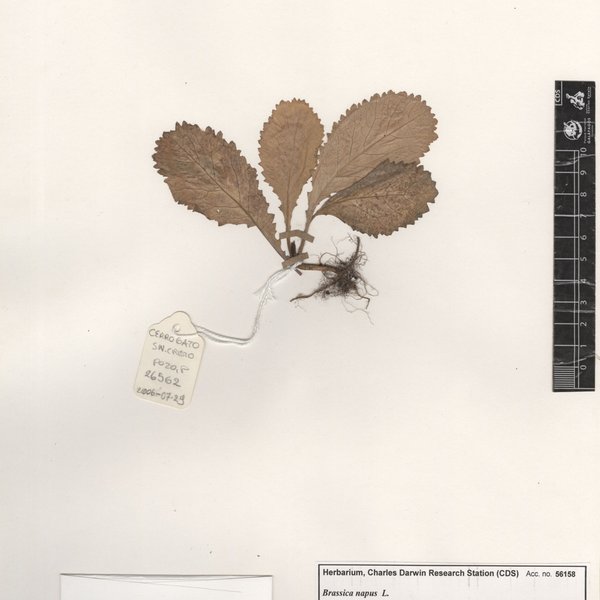 Brassica napus L.