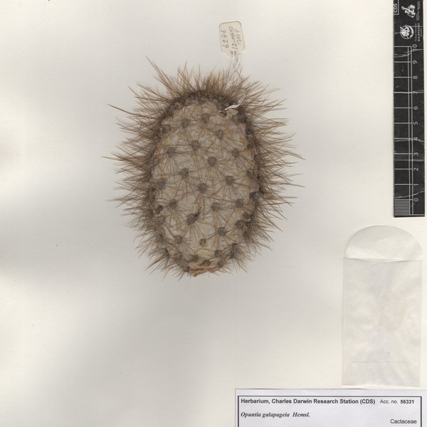 Opuntia galapageia Hemsl.