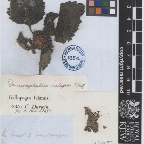 Delilia inelegans (Hook. f.) Kuntze