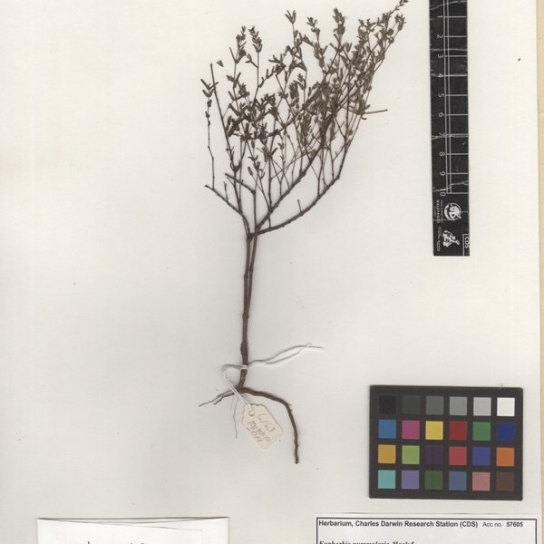 Euphorbia punctulata Andersson