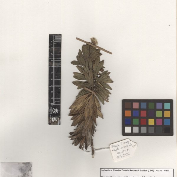 Darwiniothamnus lancifolius subsp. glandulosus Harling