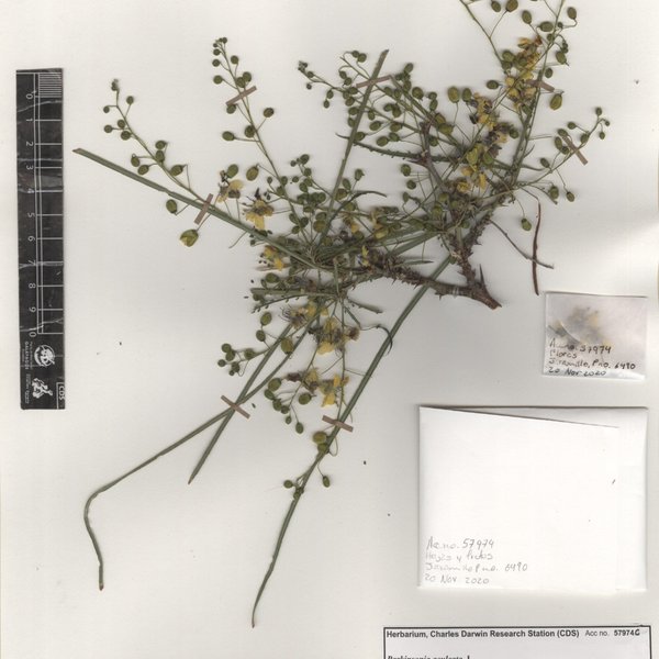 Parkinsonia aculeata L.